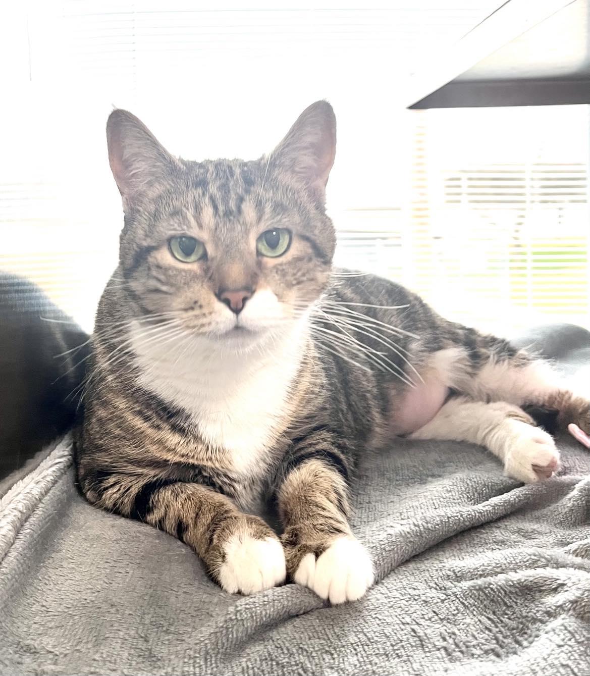 Birdie , Adoptable, Adult Female Domestic Short Hair.