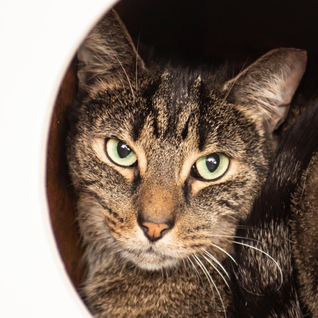 Enlarge Charlie Brown, a Adoptable Domestic Short Hair in Middletown, RI image 1/1