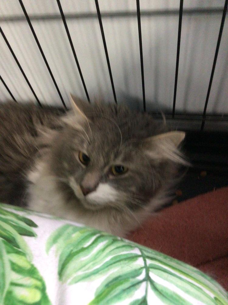 Enlarge Waffles, a Adoptable Domestic Long Hair in Logansport , IN image 1/1