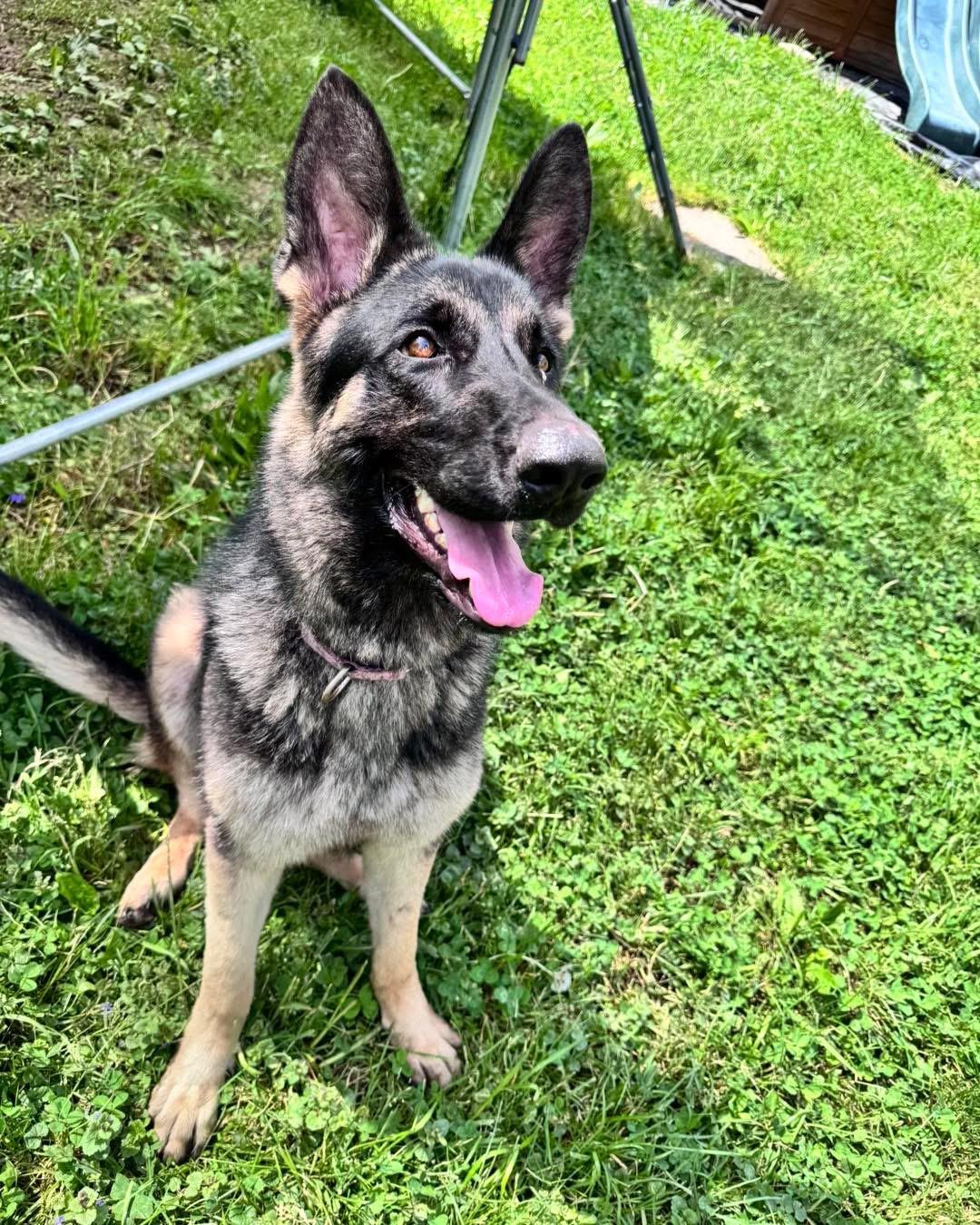 Cinnamon, a ADOPTABLE German Shepherd Dog in Saugerties, NY image 3/3
