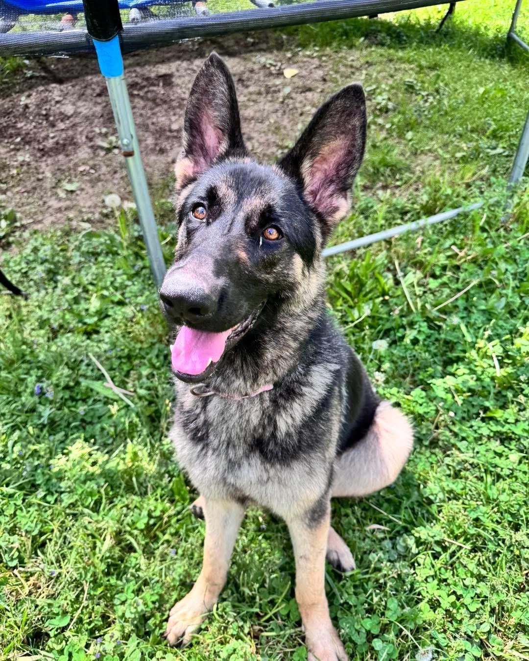 Cinnamon, a ADOPTABLE German Shepherd Dog in Saugerties, NY image 2/3
