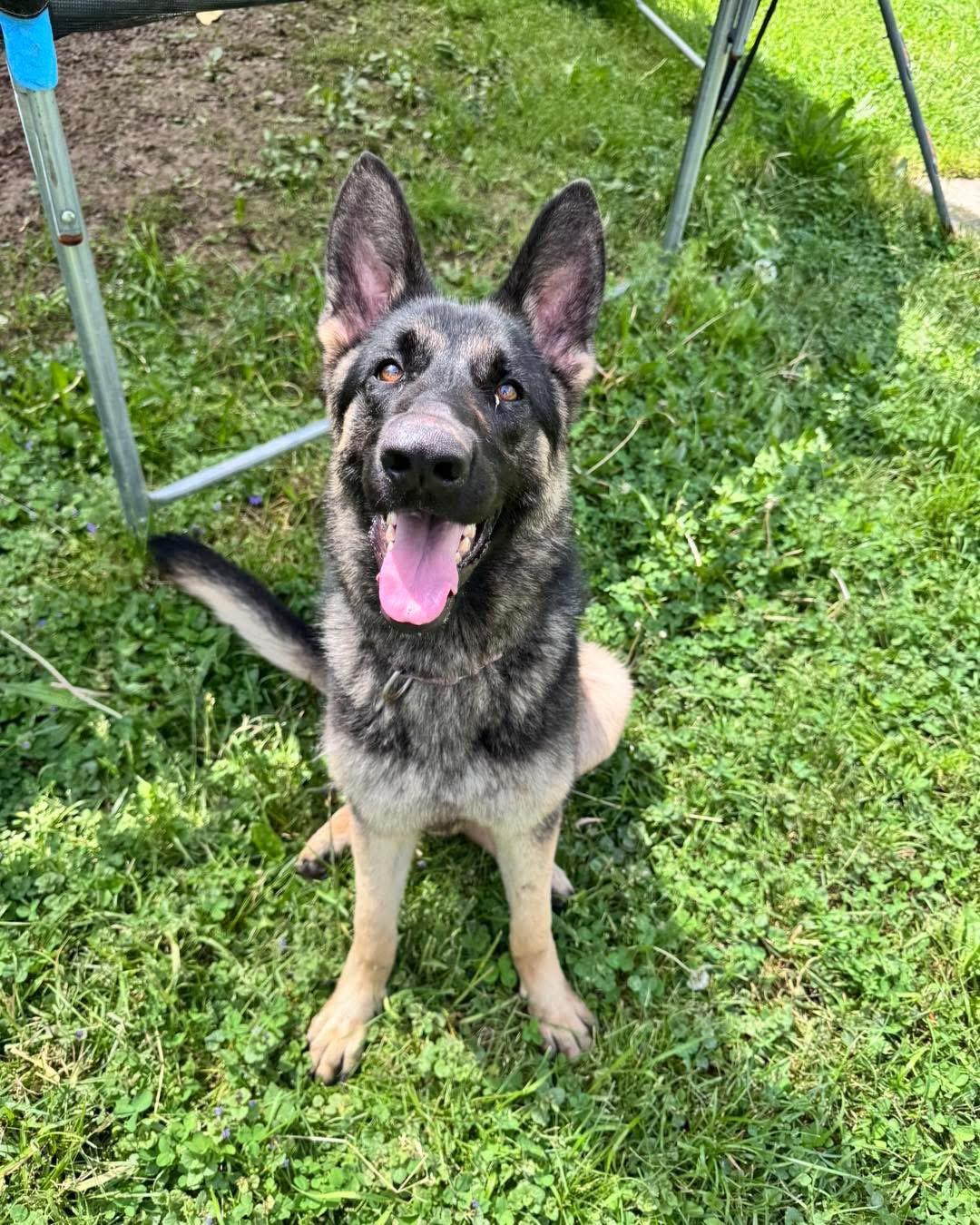 Cinnamon, a ADOPTABLE German Shepherd Dog in Saugerties, NY image 1/3
