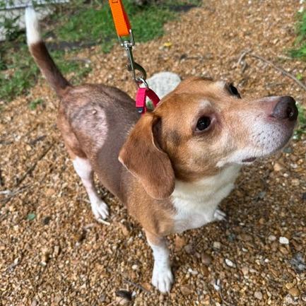 Enlarge Messi, a Adoptable Mixed Breed in Edwardsville, IL image 1/6