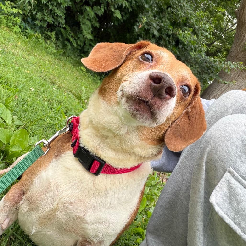 Enlarge Messi, a Adoptable Mixed Breed in Edwardsville, IL image 2/6