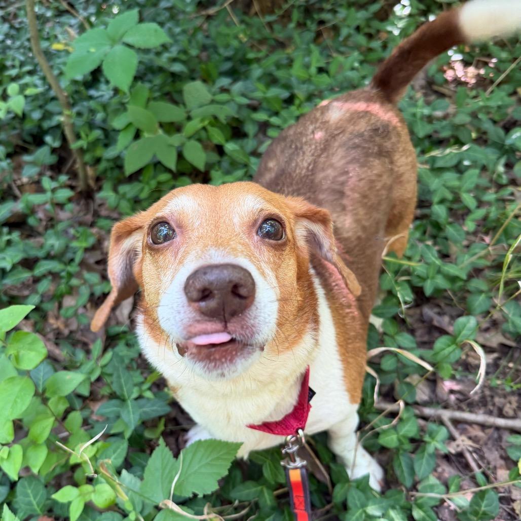 Messi, a Adoptable Mixed Breed in Edwardsville, IL image 2/6