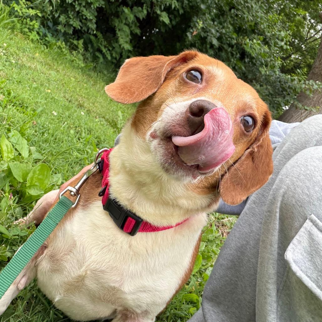 Enlarge Messi, a Adoptable Mixed Breed in Edwardsville, IL image 3/6