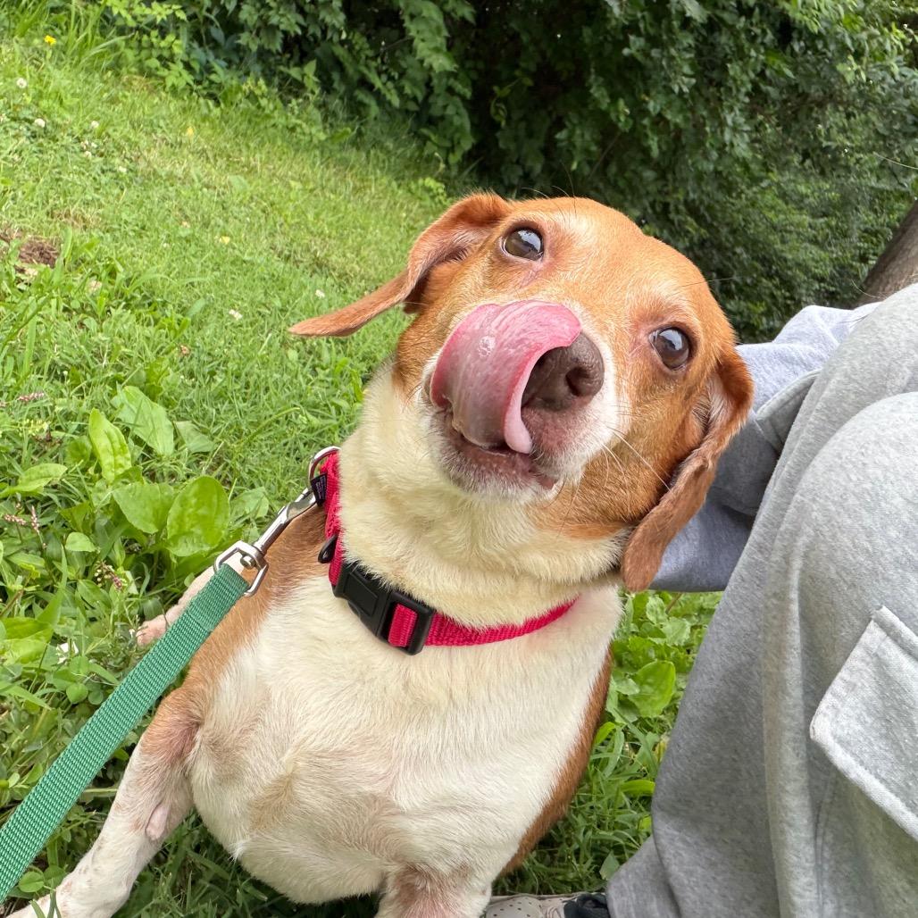 Enlarge Messi, a Adoptable Mixed Breed in Edwardsville, IL image 4/6