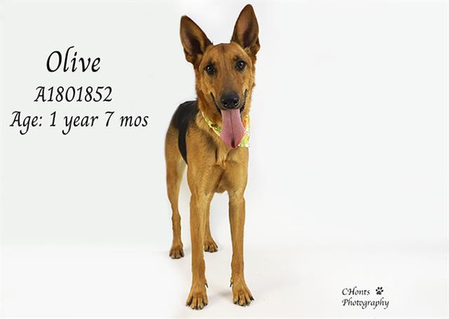 OLIVE, Adoptable, Young Female German Shepherd Dog.