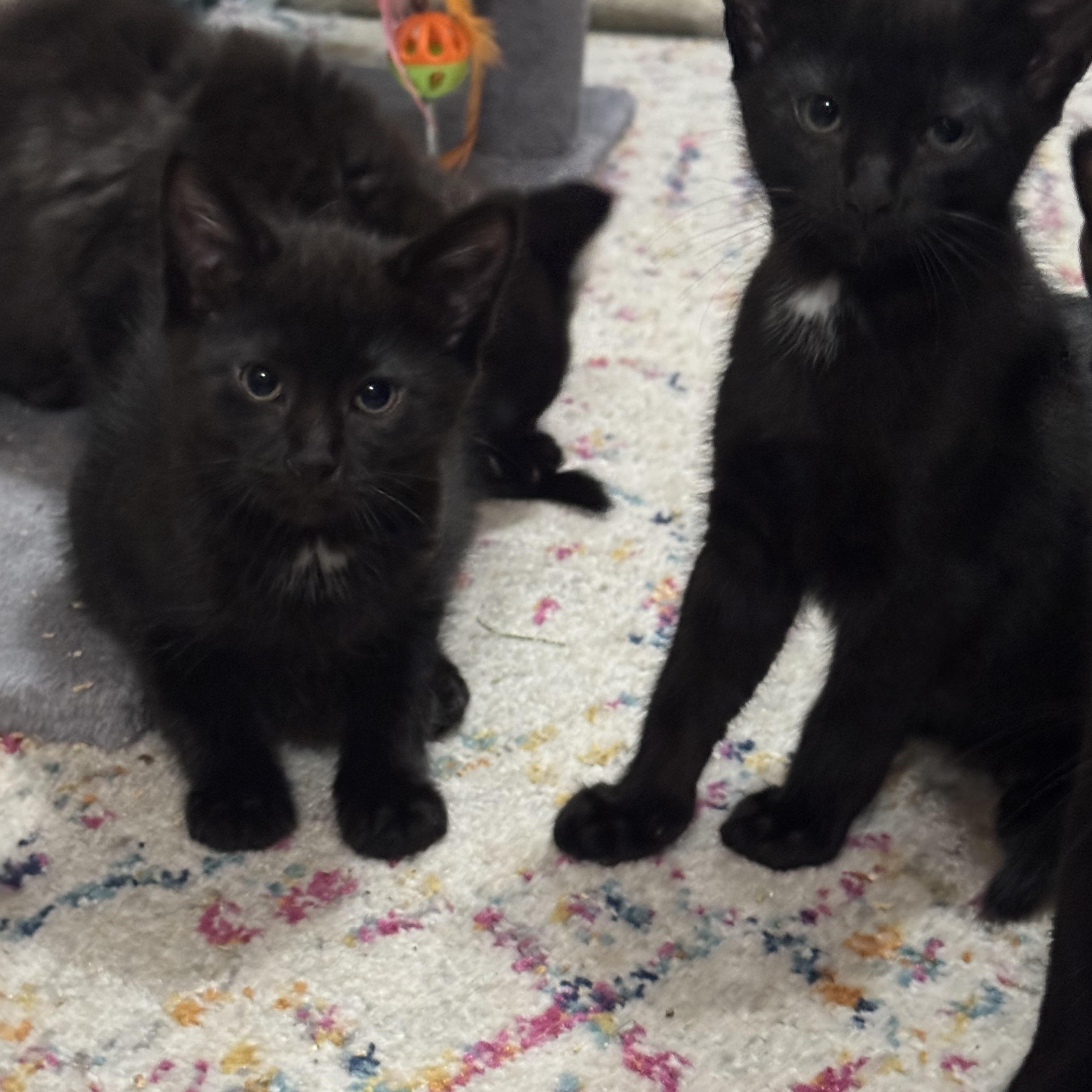 Enlarge Kittens, kittens, kittens!, a ADOPTABLE mixed breed in Lees Summit, MO image 3/6