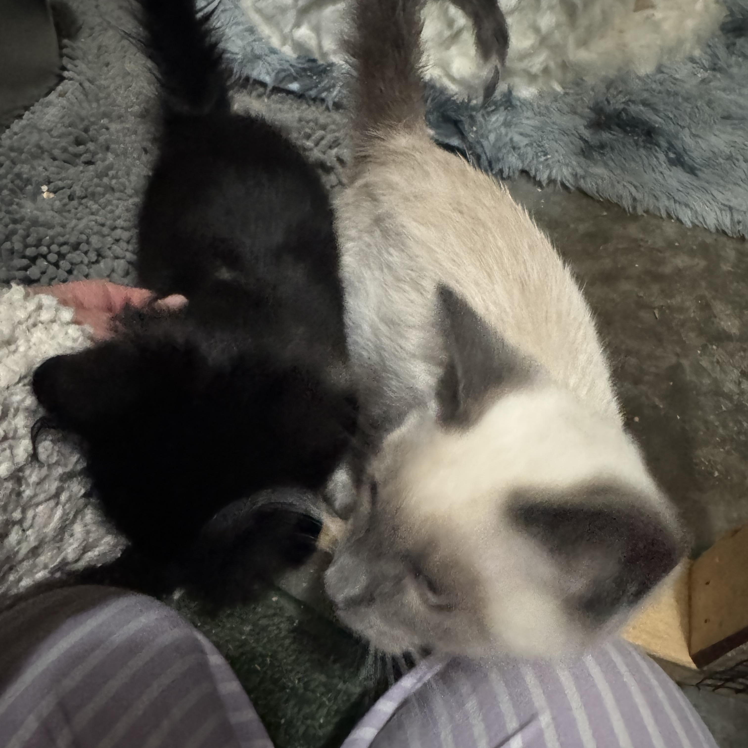 Enlarge Kittens, kittens, kittens!, a ADOPTABLE mixed breed in Lees Summit, MO image 2/6