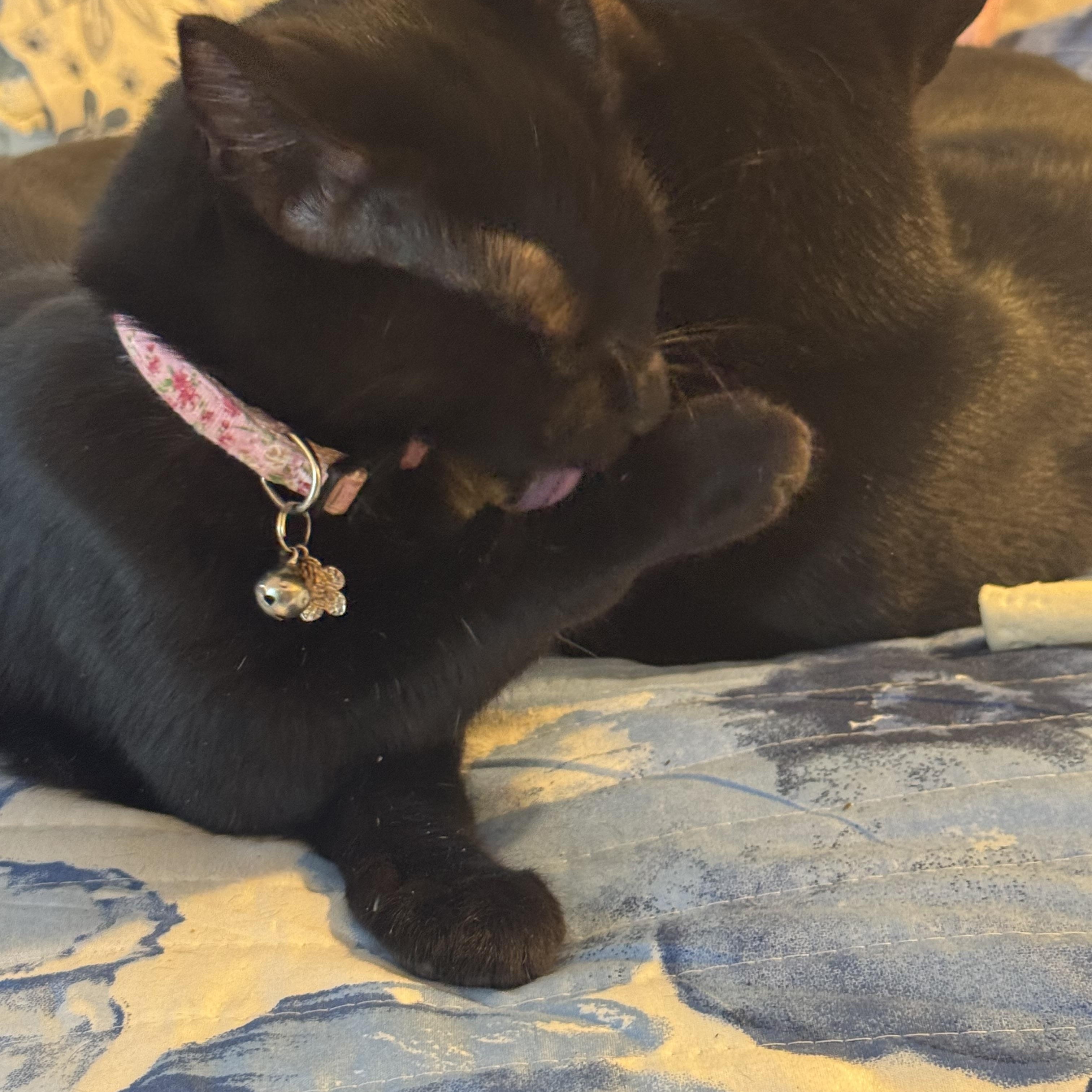 Enlarge Sonny and Cher, black bonded twins, a Adoptable mixed breed in Lees Summit, MO image 4/4
