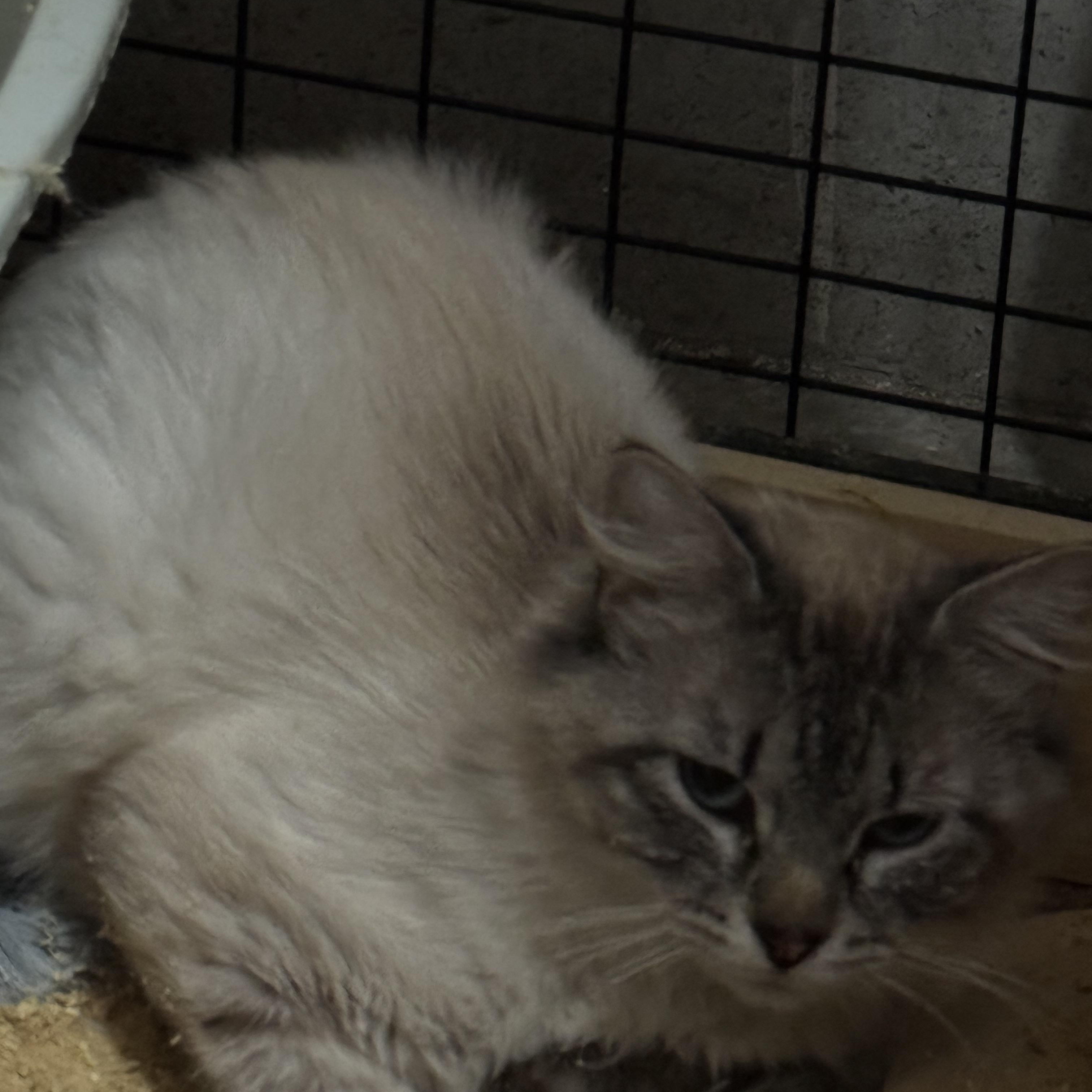 Enlarge Kittens, kittens, kittens!, a ADOPTABLE mixed breed in Lees Summit, MO image 6/6