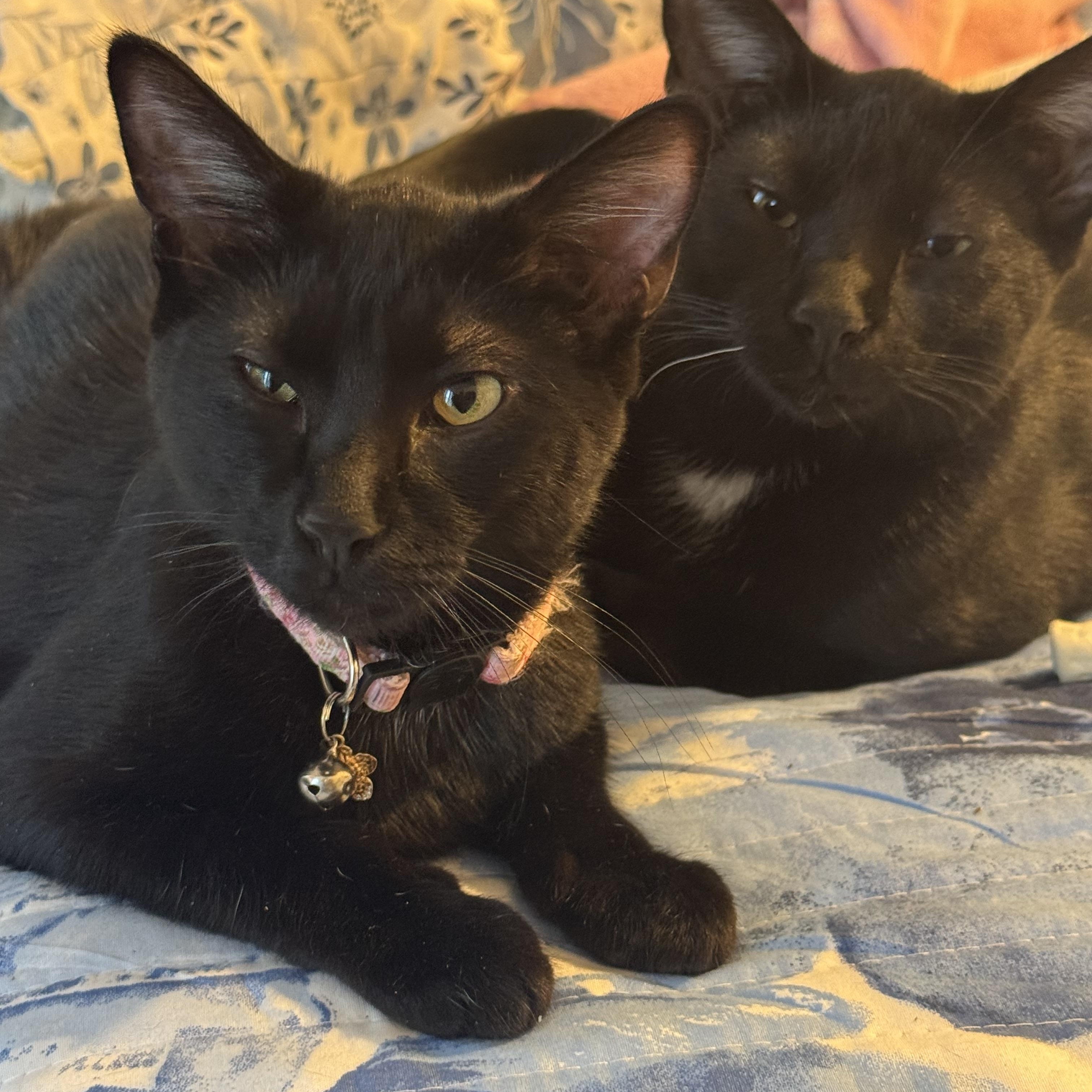 Enlarge Sonny and Cher, black bonded twins, a Adoptable mixed breed in Lees Summit, MO image 1/4