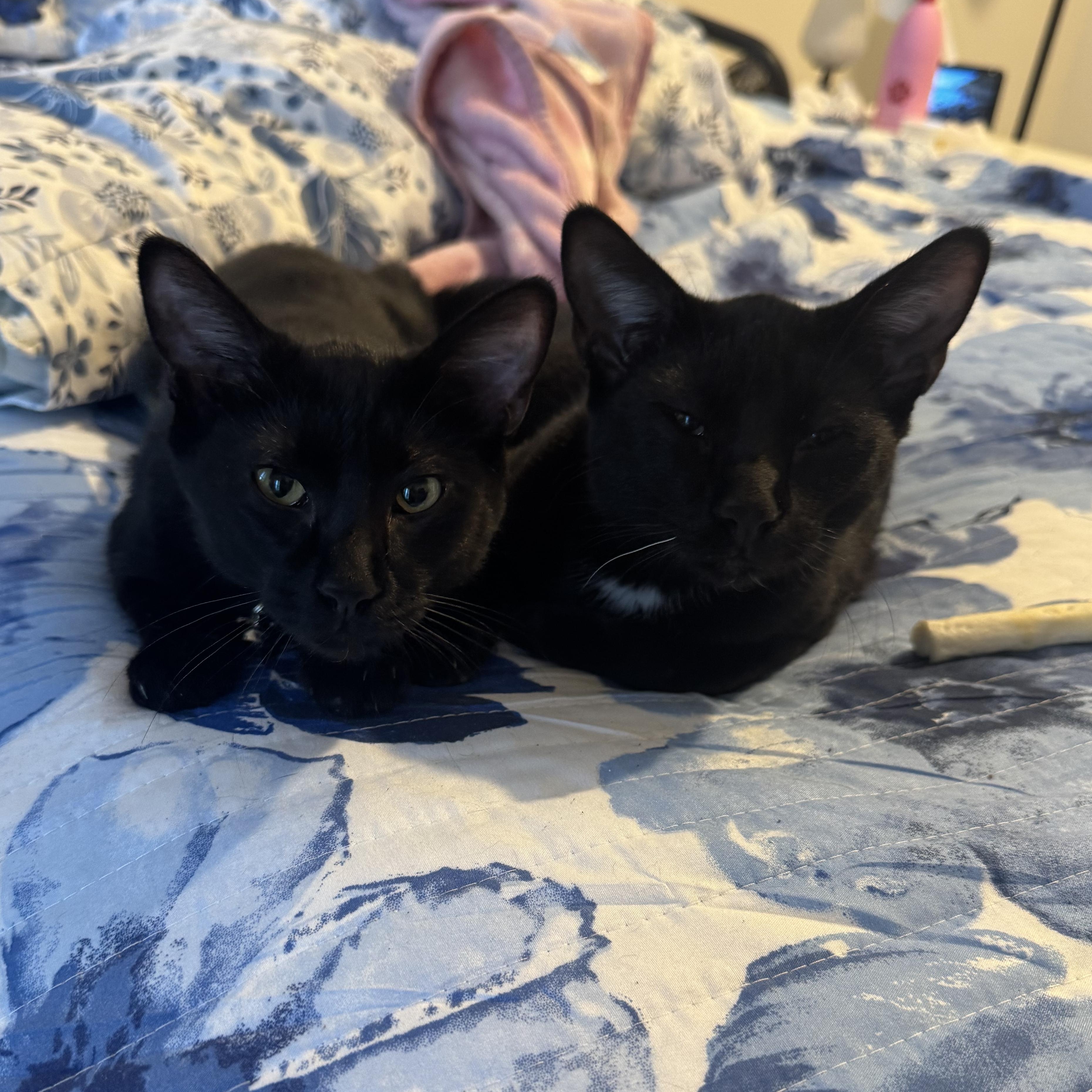 Enlarge Sonny and Cher, black bonded twins, a Adoptable mixed breed in Lees Summit, MO image 2/4