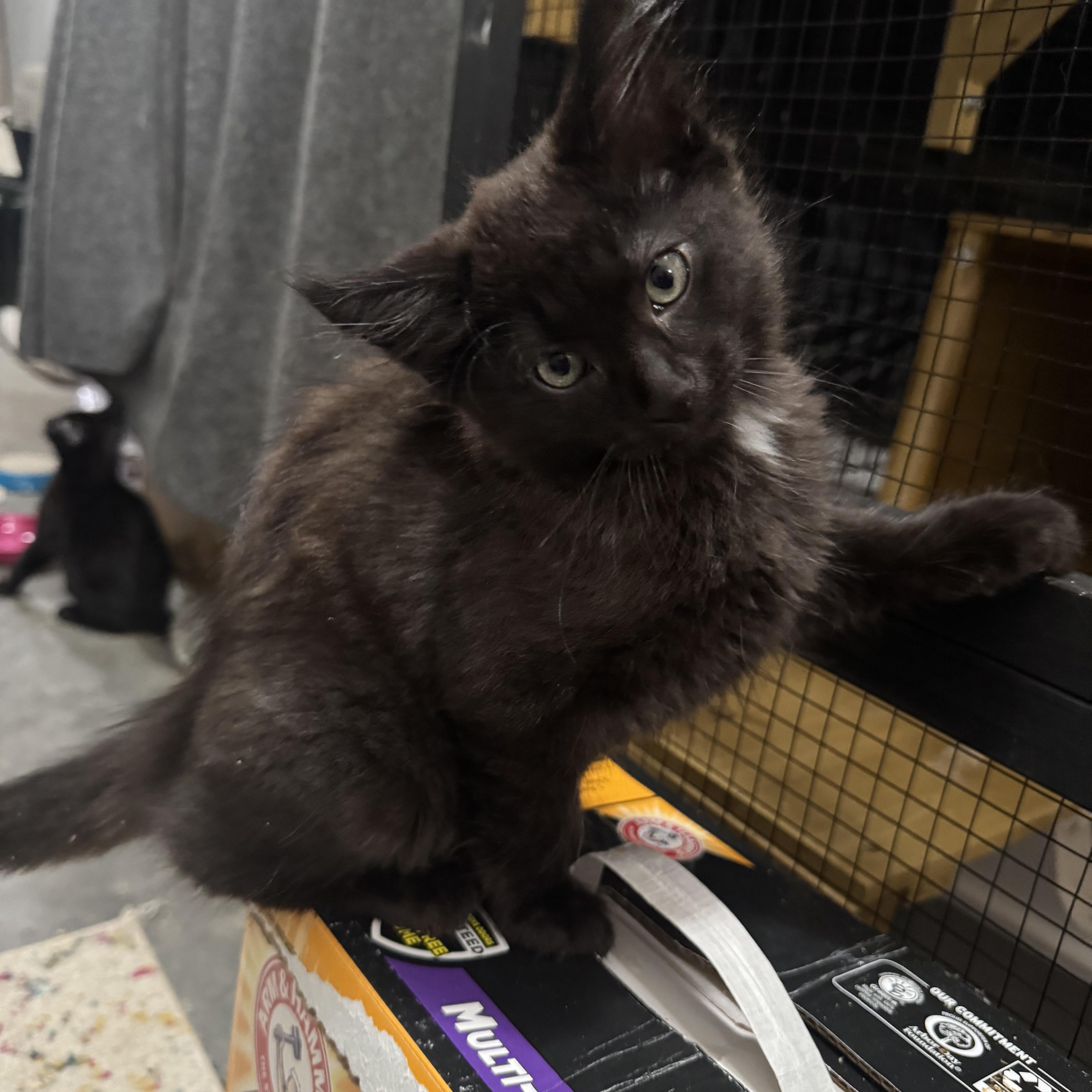Enlarge Kittens, kittens, kittens!, a ADOPTABLE mixed breed in Lees Summit, MO image 5/6