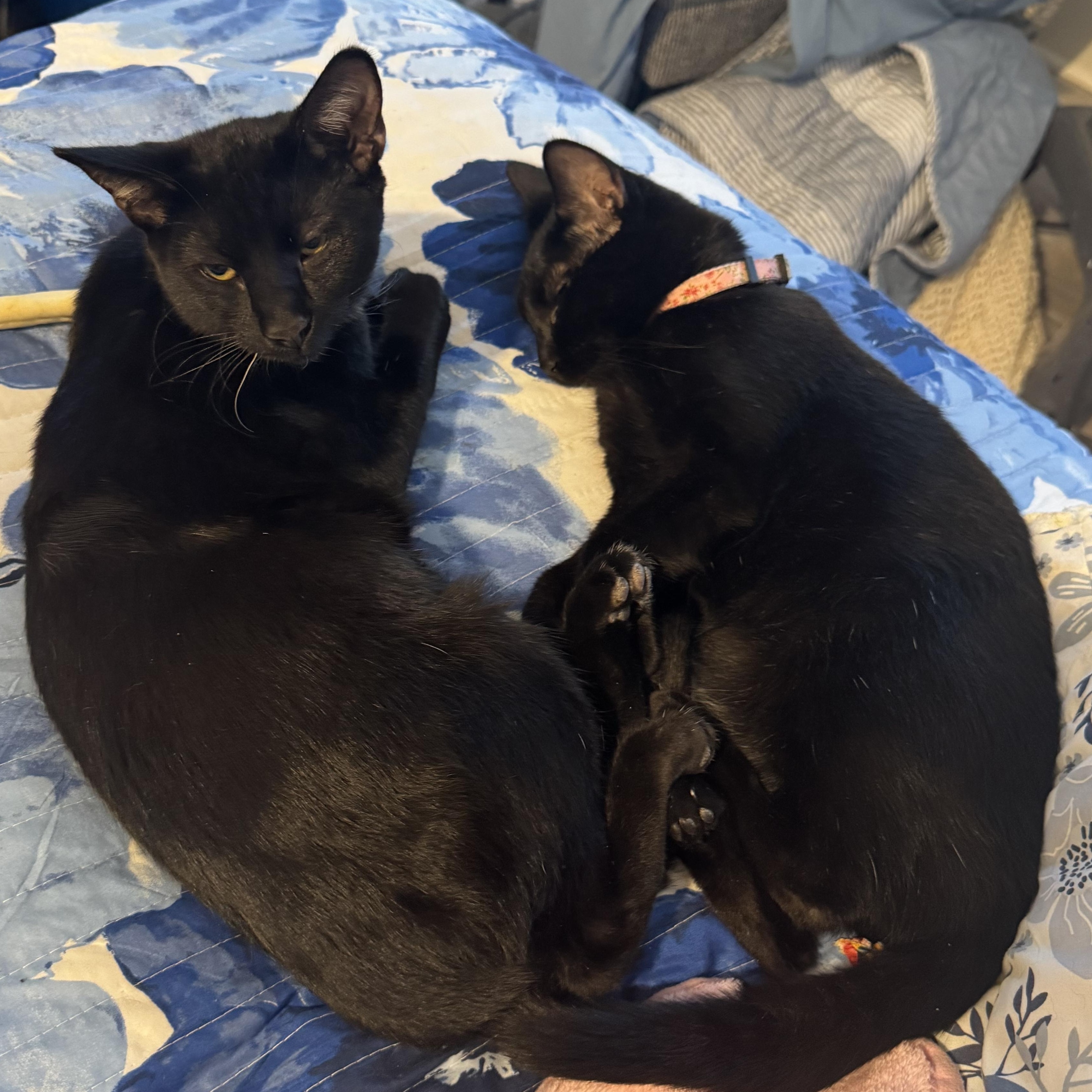 Enlarge Sonny and Cher, black bonded twins, a Adoptable mixed breed in Lees Summit, MO image 3/4