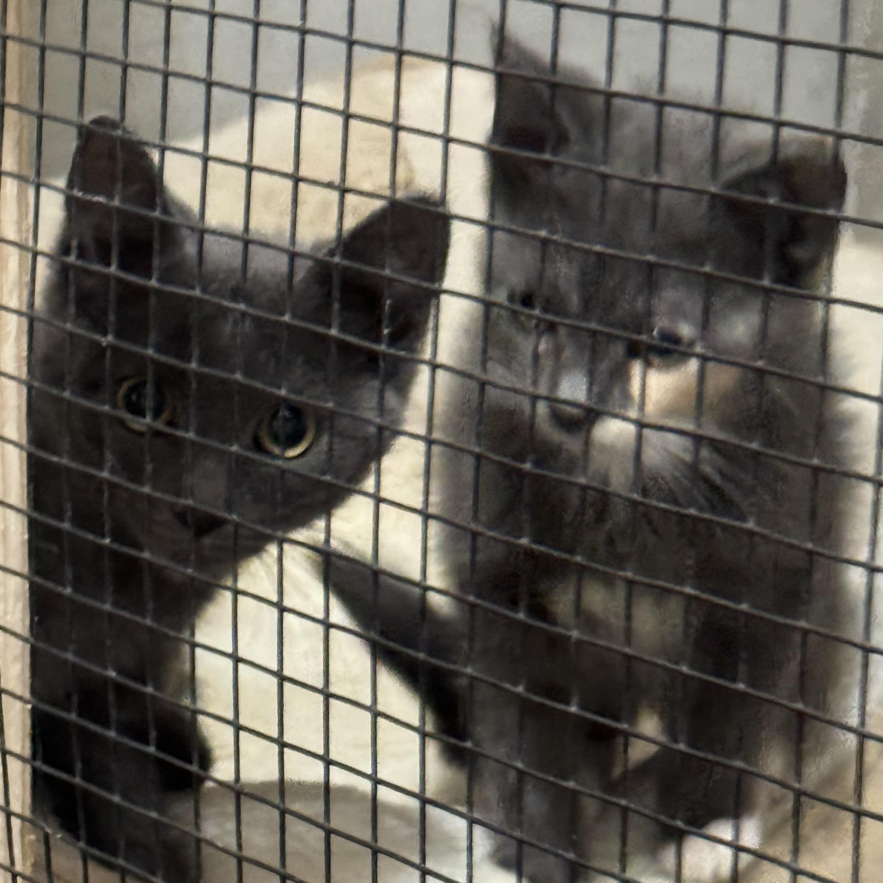 Enlarge Kittens, kittens, kittens!, a ADOPTABLE mixed breed in Lees Summit, MO image 4/6