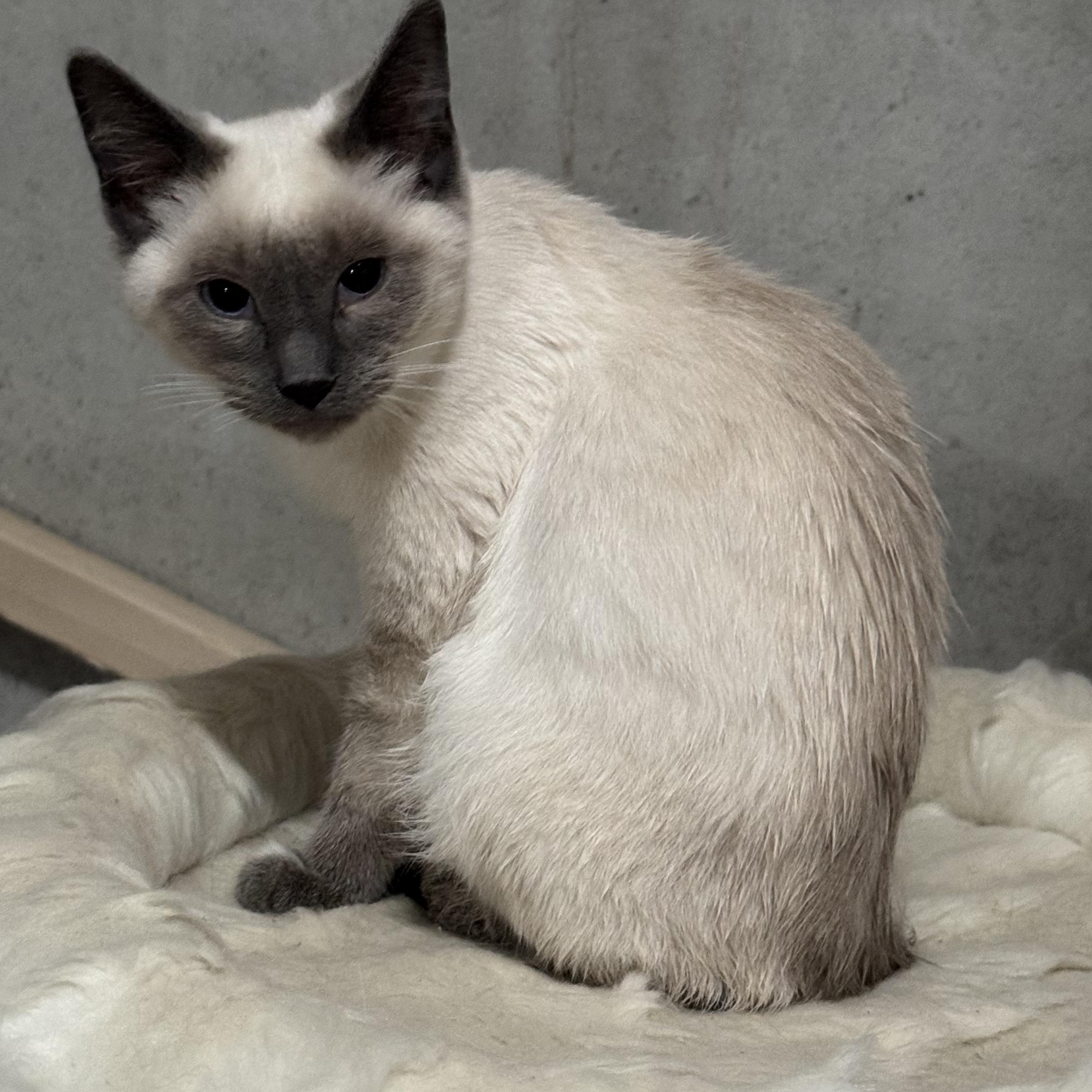 Kittens, kittens, kittens!, ADOPTABLE, Young Male Siamese.
