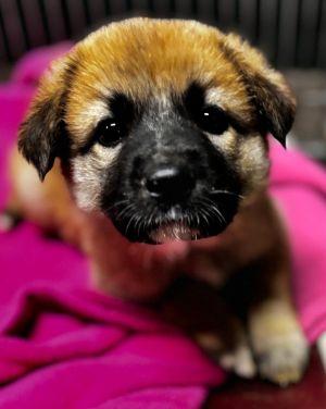 Paislee, adopted, Puppy Female Great Pyrenees.