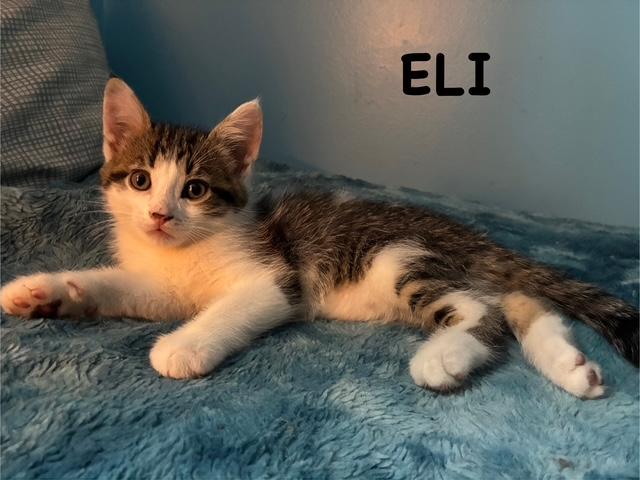 Eli, a Adoptable Domestic Short Hair in Kenosha, WI image 2/2