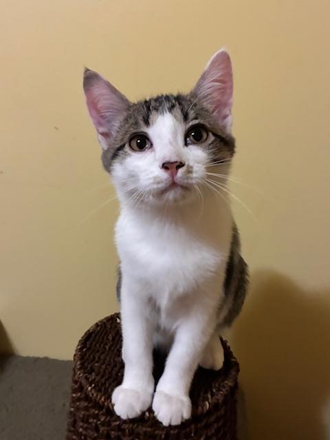 Eli, Adoptable, Kitten Male Domestic Short Hair.