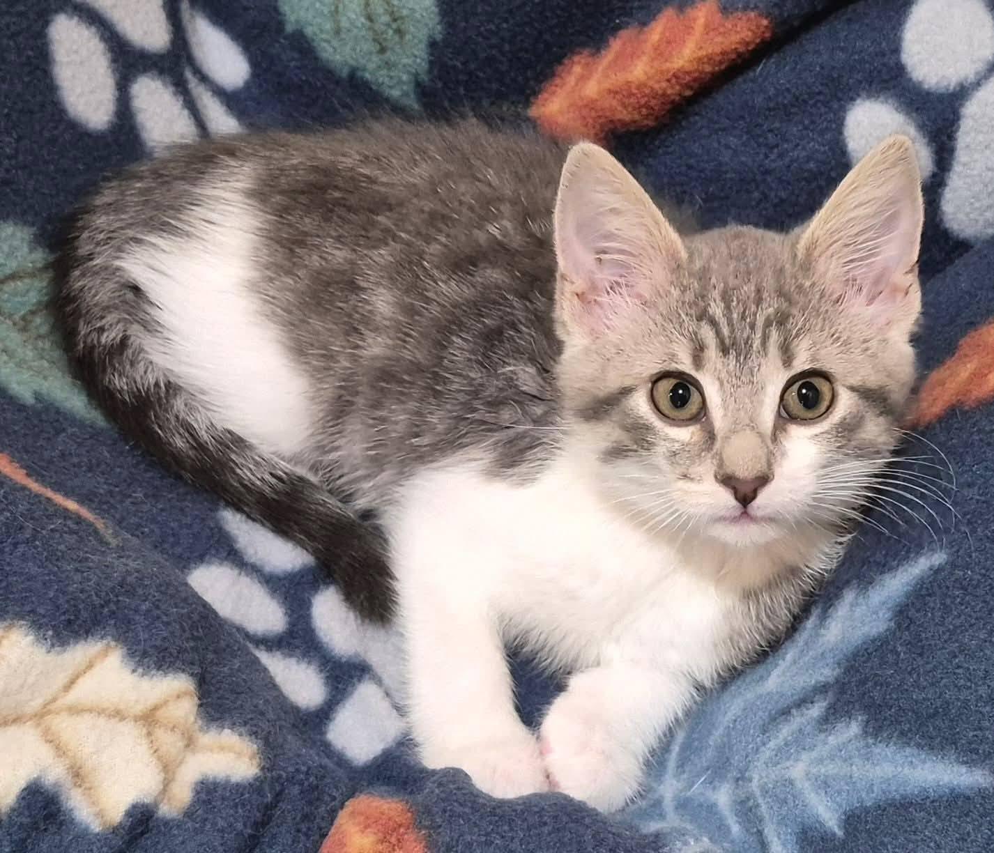 Honeydew, adopted, Kitten Female Domestic Short Hair.
