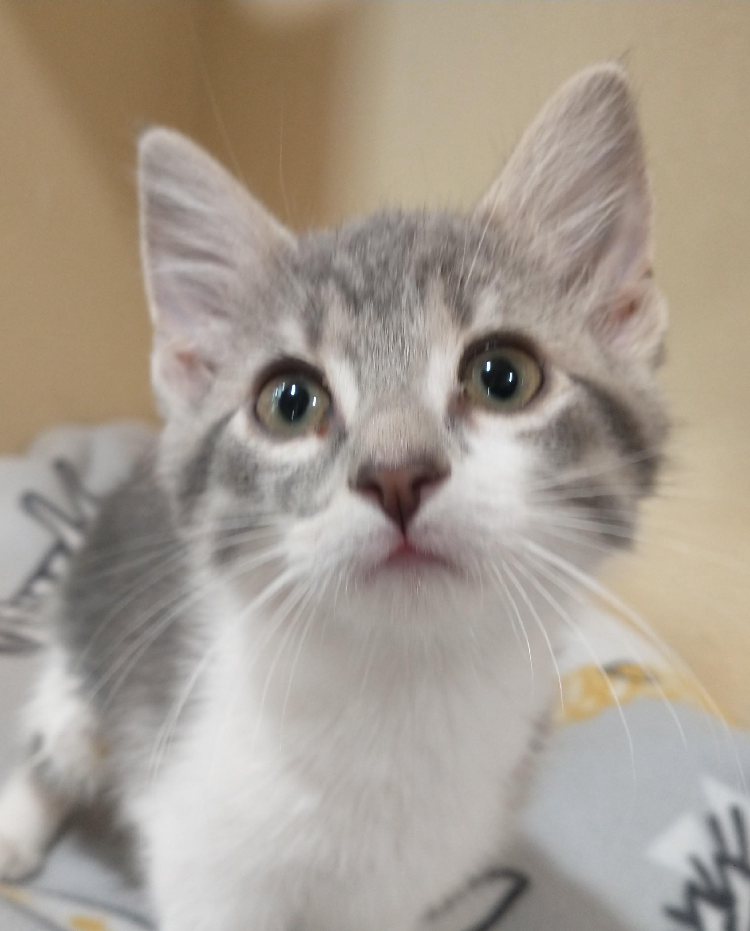 Enlarge Honeydew, an adopted Domestic Short Hair in Tomah, WI image 3/3