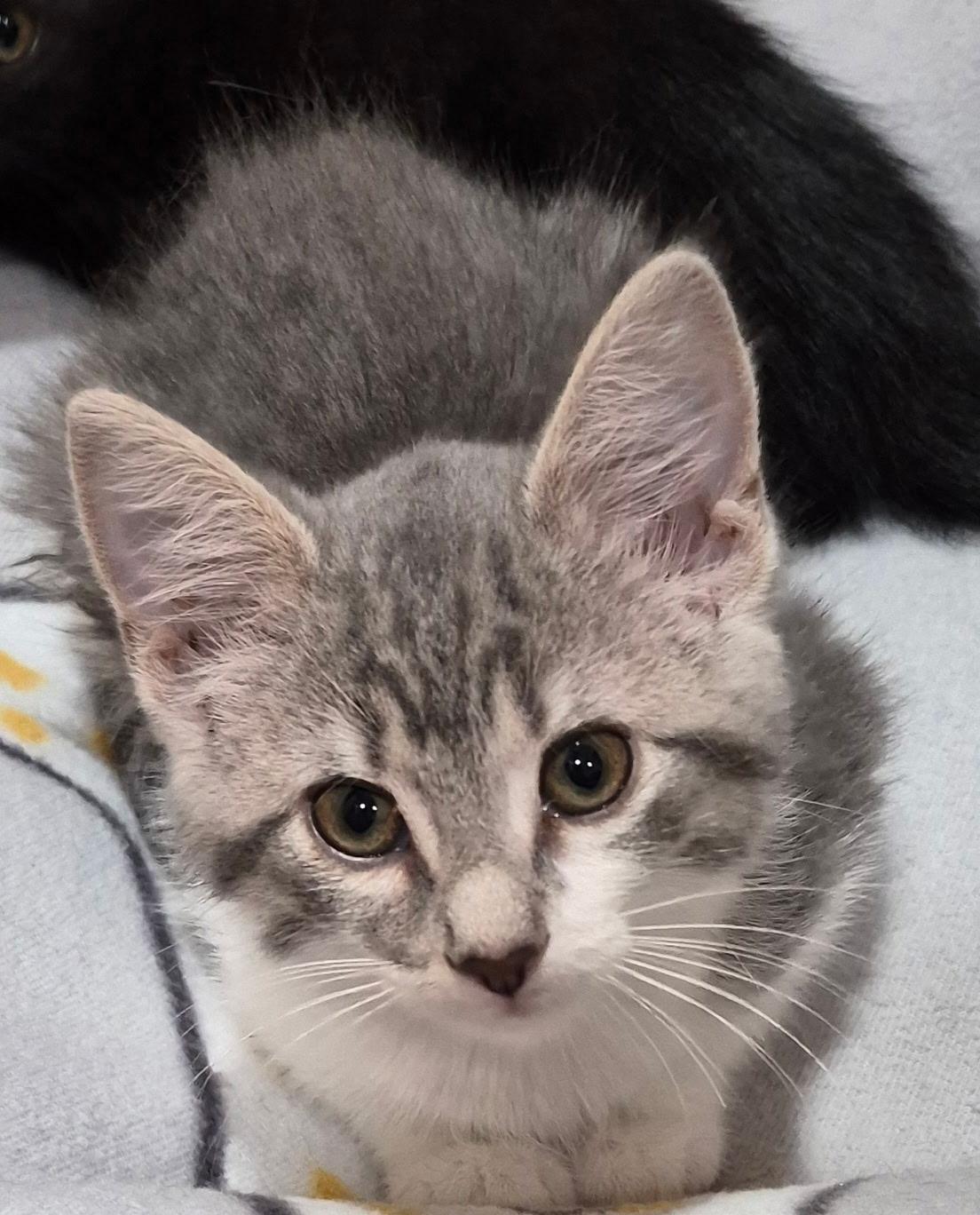Enlarge Honeydew, an adopted Domestic Short Hair in Tomah, WI image 2/3