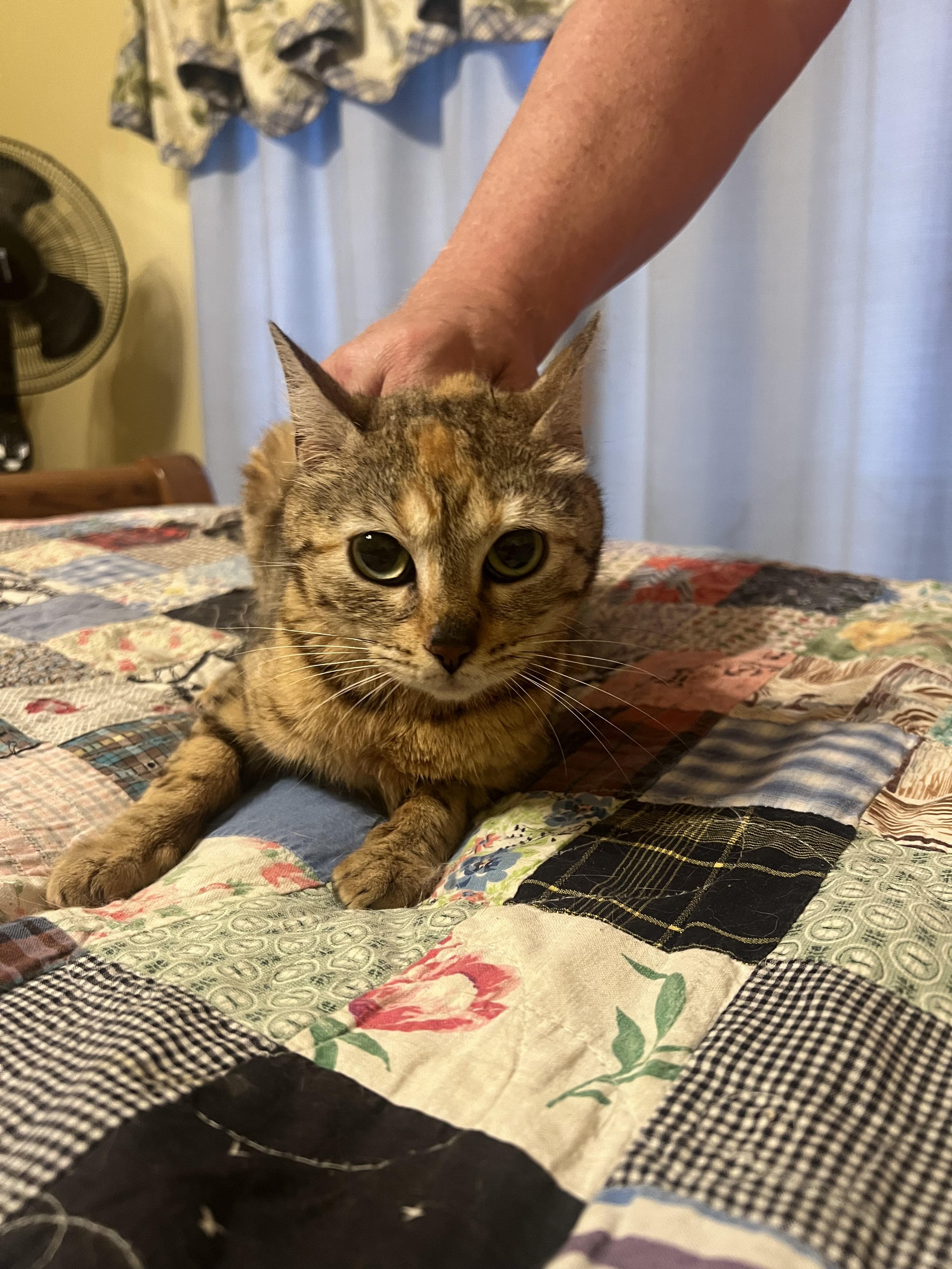 Faith, a ADOPTABLE mixed breed in Stormville, NY image 3/3