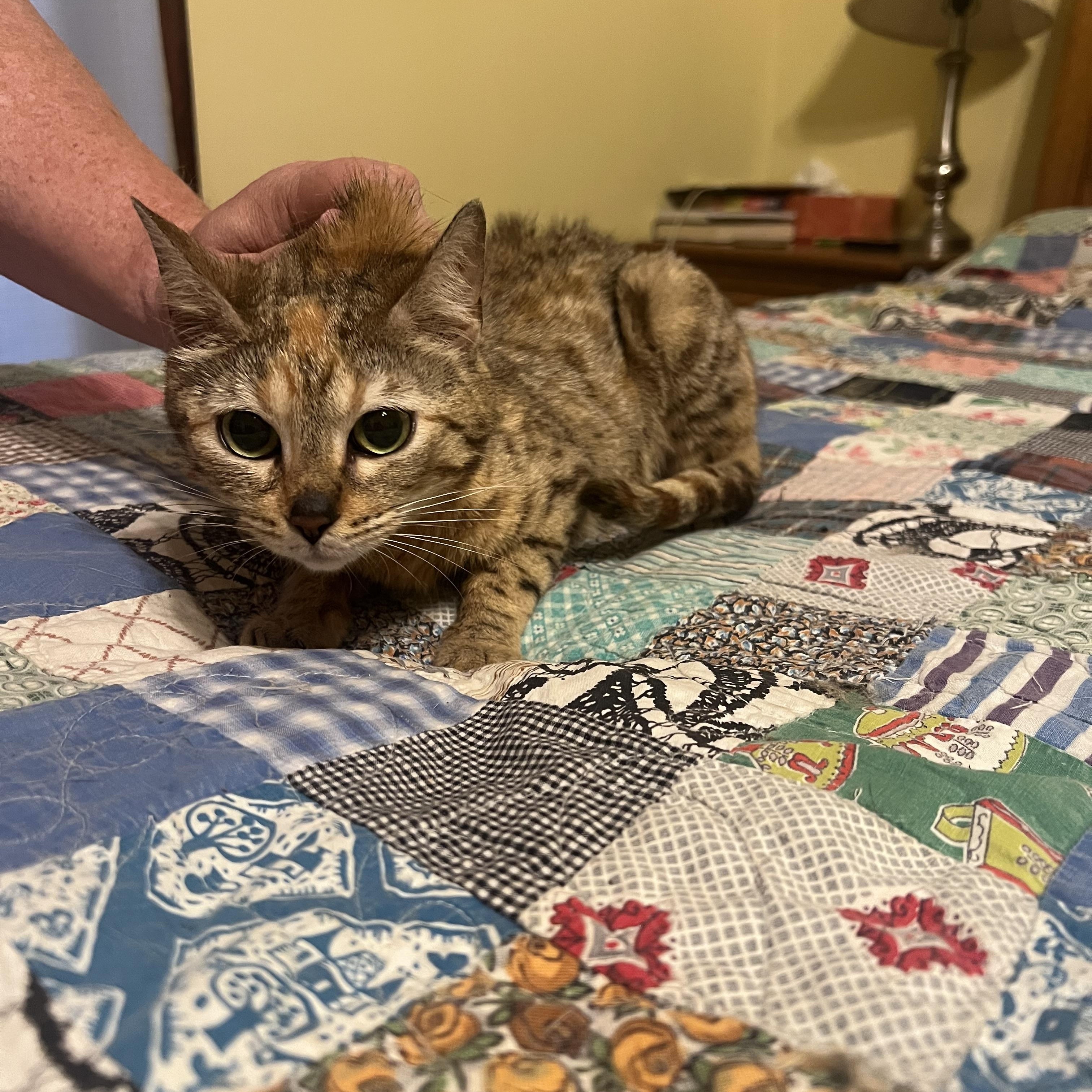 Faith, a ADOPTABLE mixed breed in Stormville, NY image 2/3