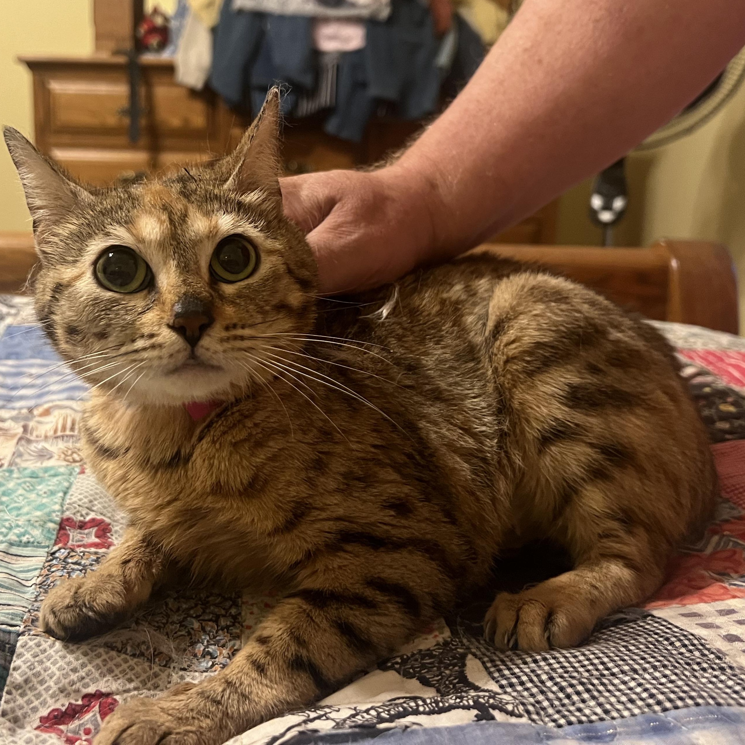 Faith, ADOPTABLE, Young Female Bengal.