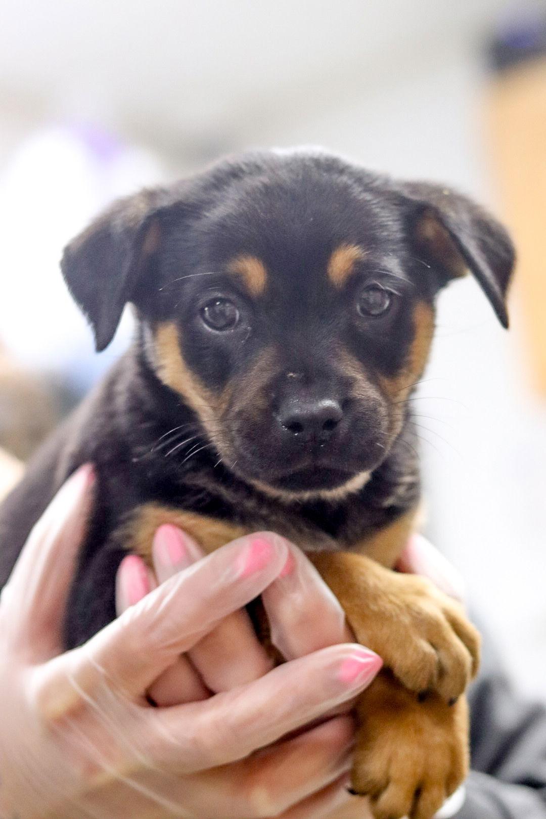 Enlarge Sweetheart, a Adoptable Mixed Breed in Sanford, NC image 1/1