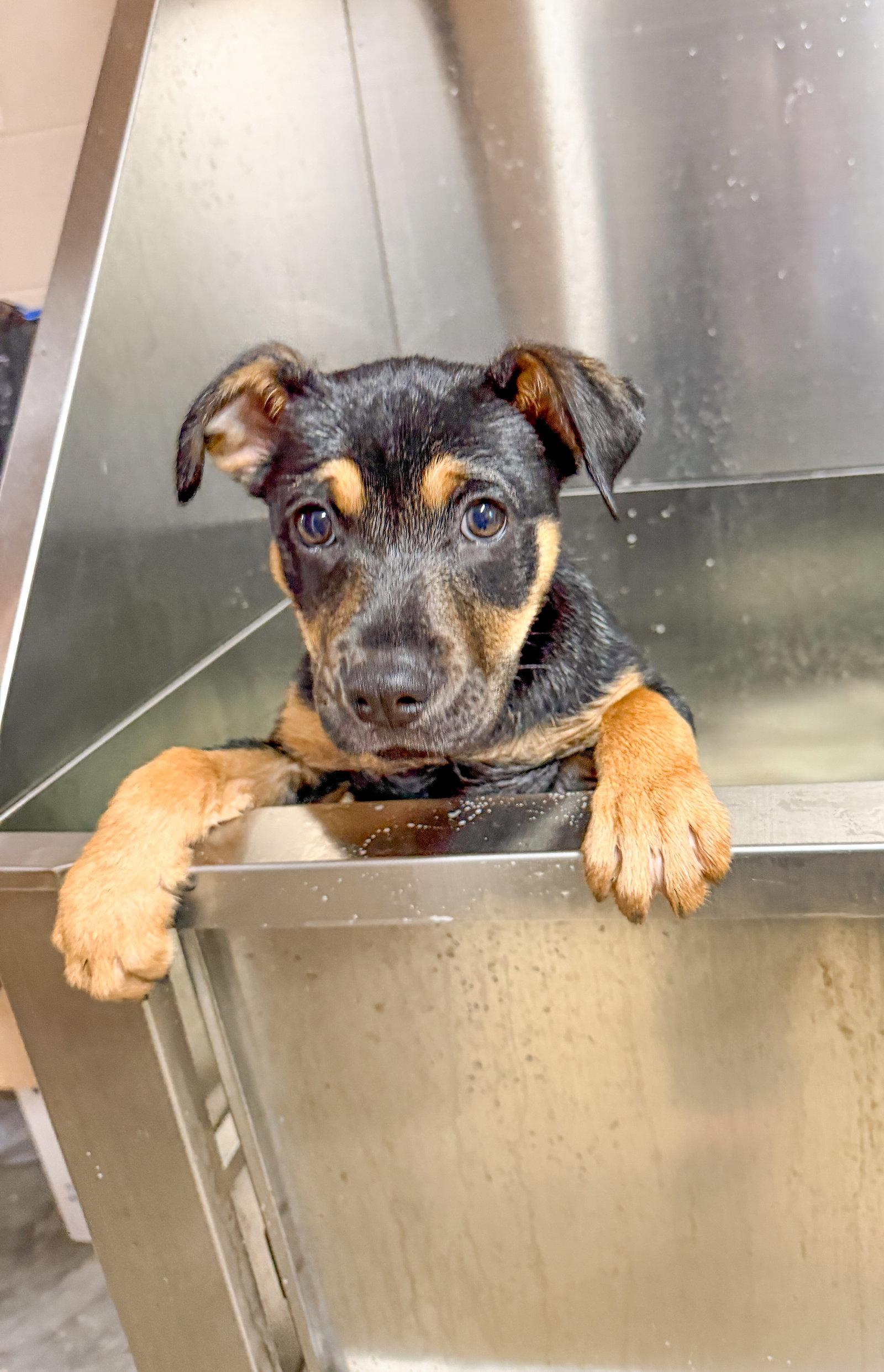 Enlarge Sweetheart, a Adoptable Mixed Breed in Sanford, NC image 2/2