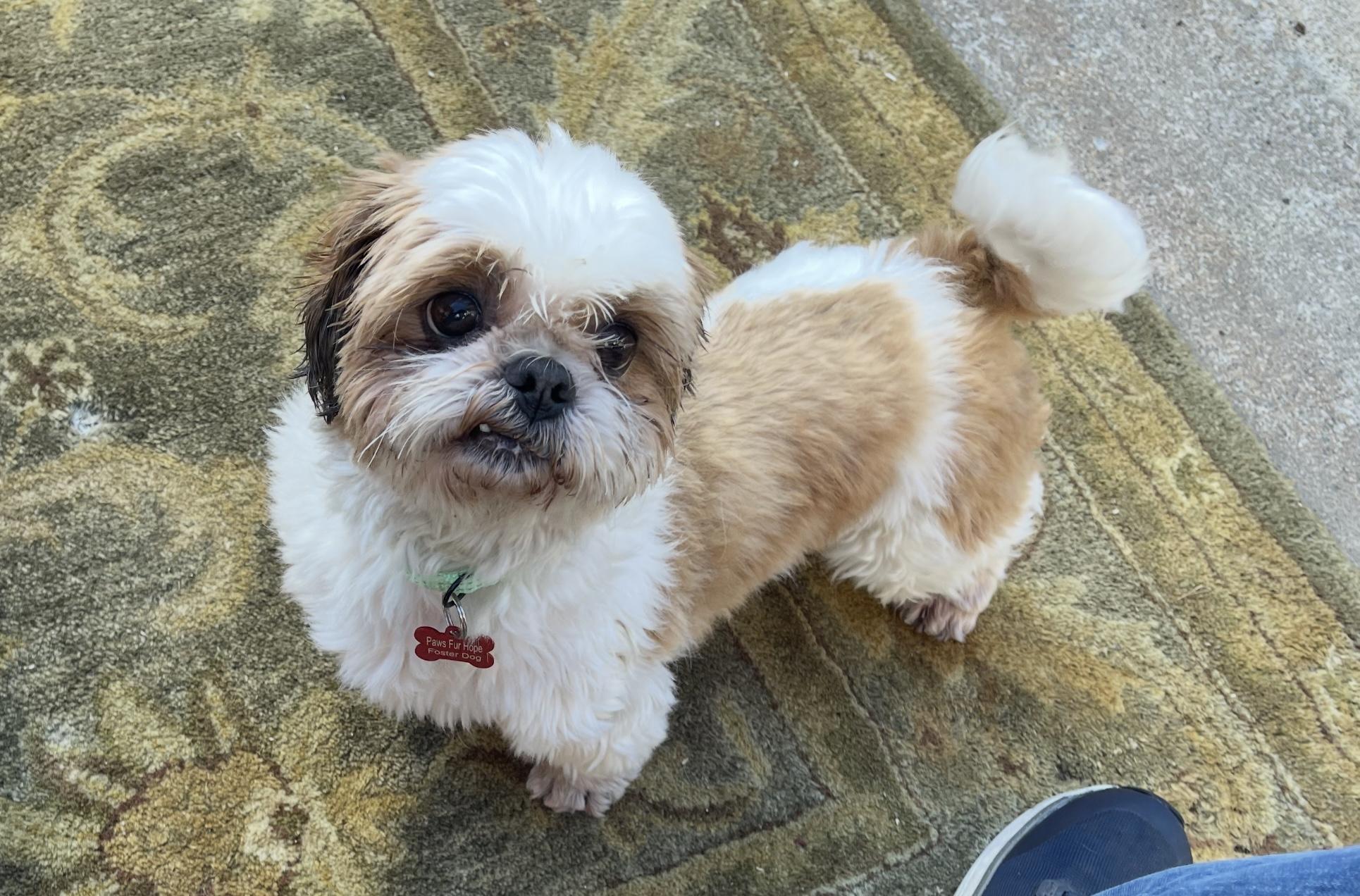 Dahlia, a Adopted Shih Tzu in Glendale, CA image 5/5