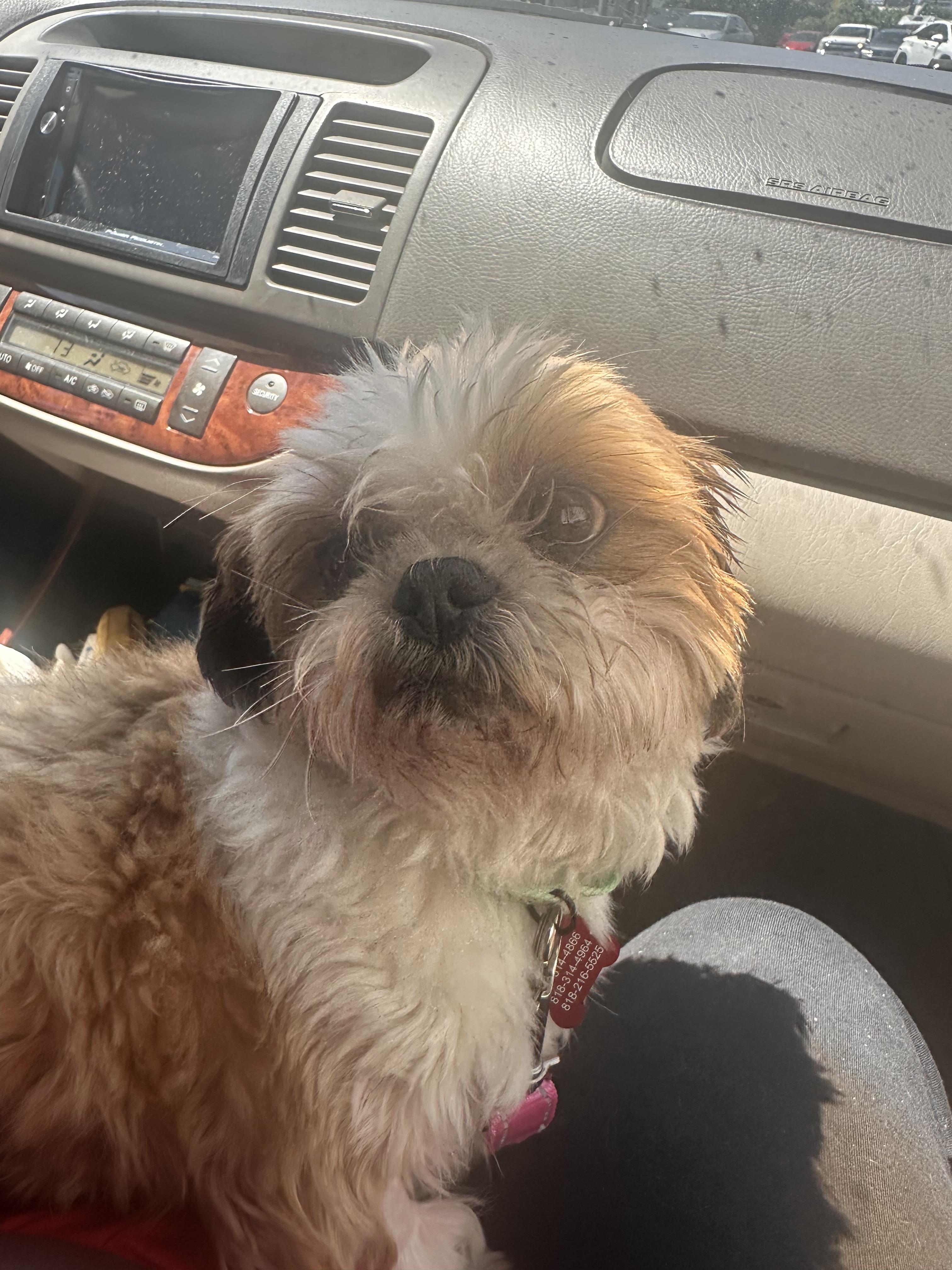 Dahlia, a Adopted Shih Tzu in Glendale, CA image 1/5