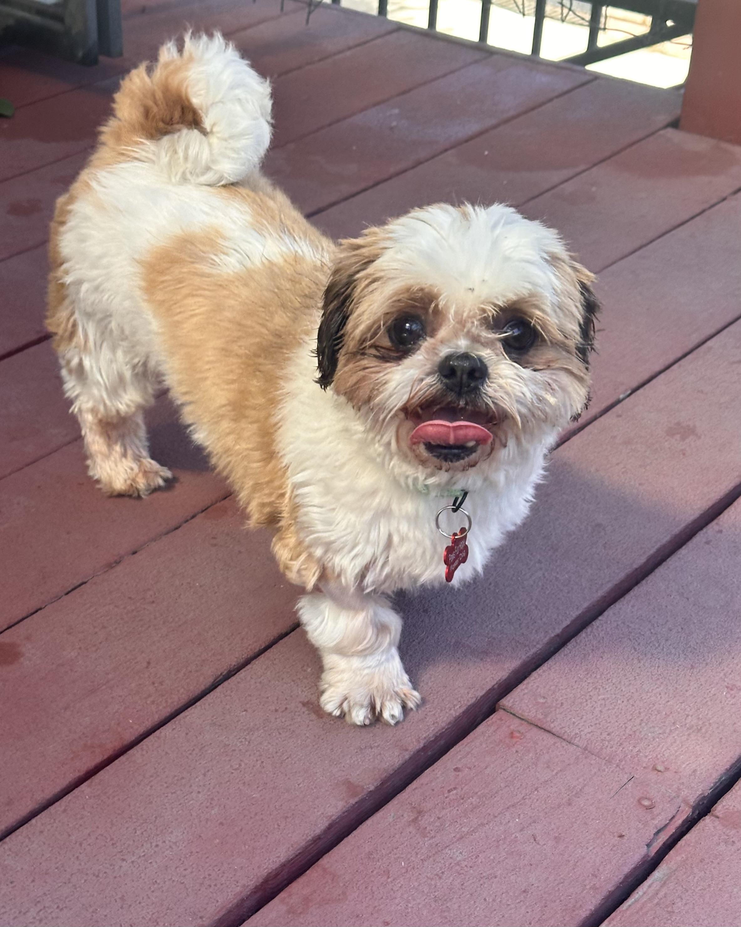 Dahlia, a Adopted Shih Tzu in Glendale, CA image 2/5