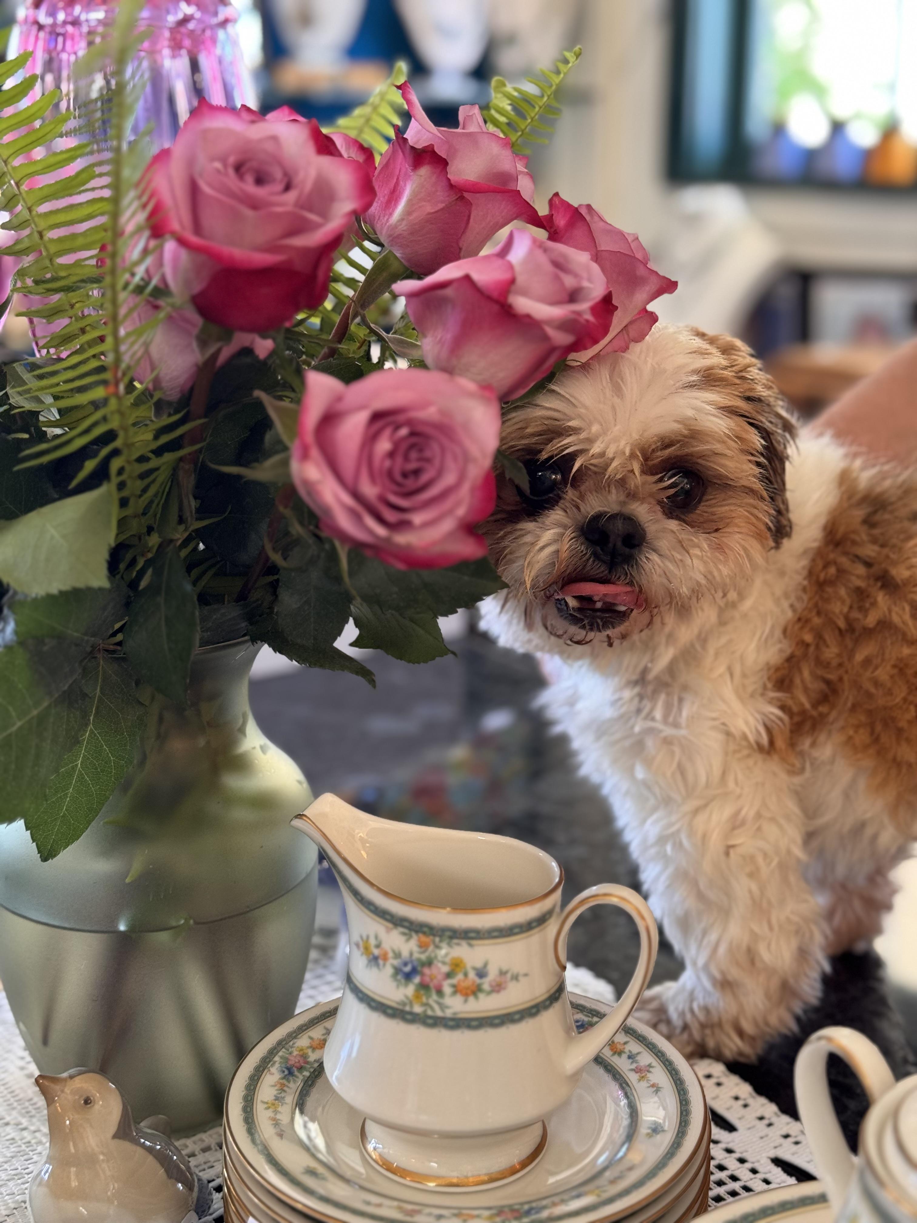 Dahlia, a Adopted Shih Tzu in Glendale, CA image 3/5