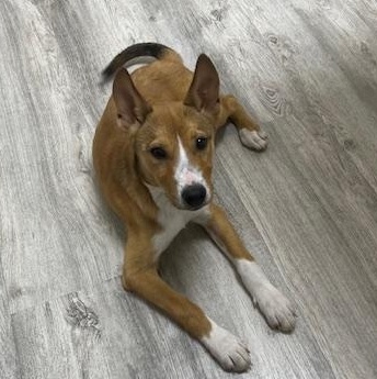 Enlarge Gertrude, a ADOPTABLE mixed breed in Dale, TX image 1/5