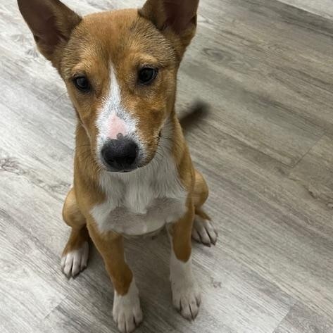 Enlarge Gertrude, a ADOPTABLE mixed breed in Dale, TX image 2/5