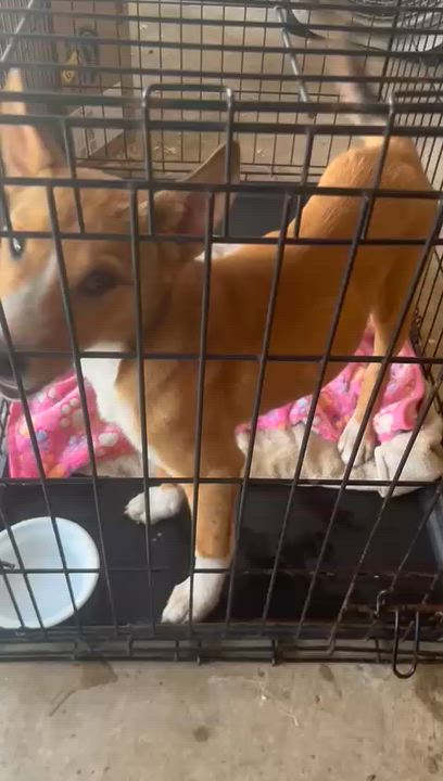 Enlarge Gertrude, a ADOPTABLE mixed breed in Dale, TX video 5/5