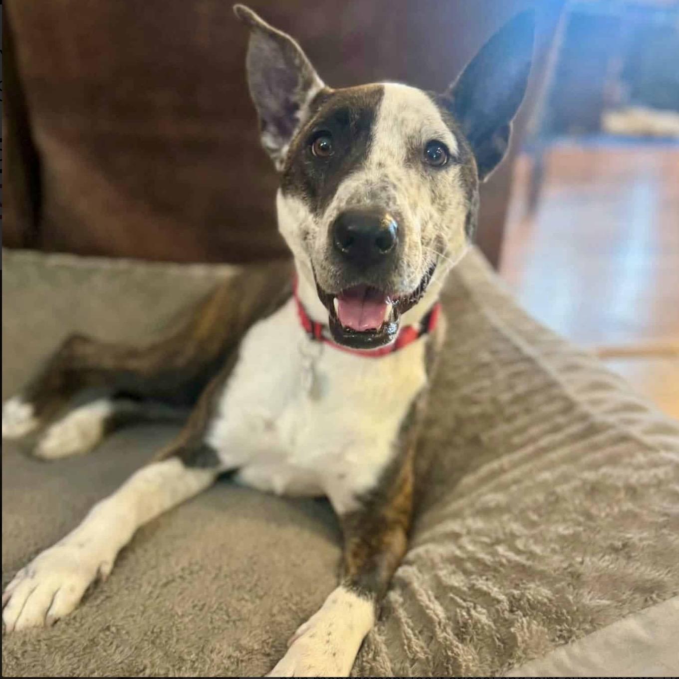 Chanel, a ADOPTABLE mixed breed in Mead, CO image 1/2