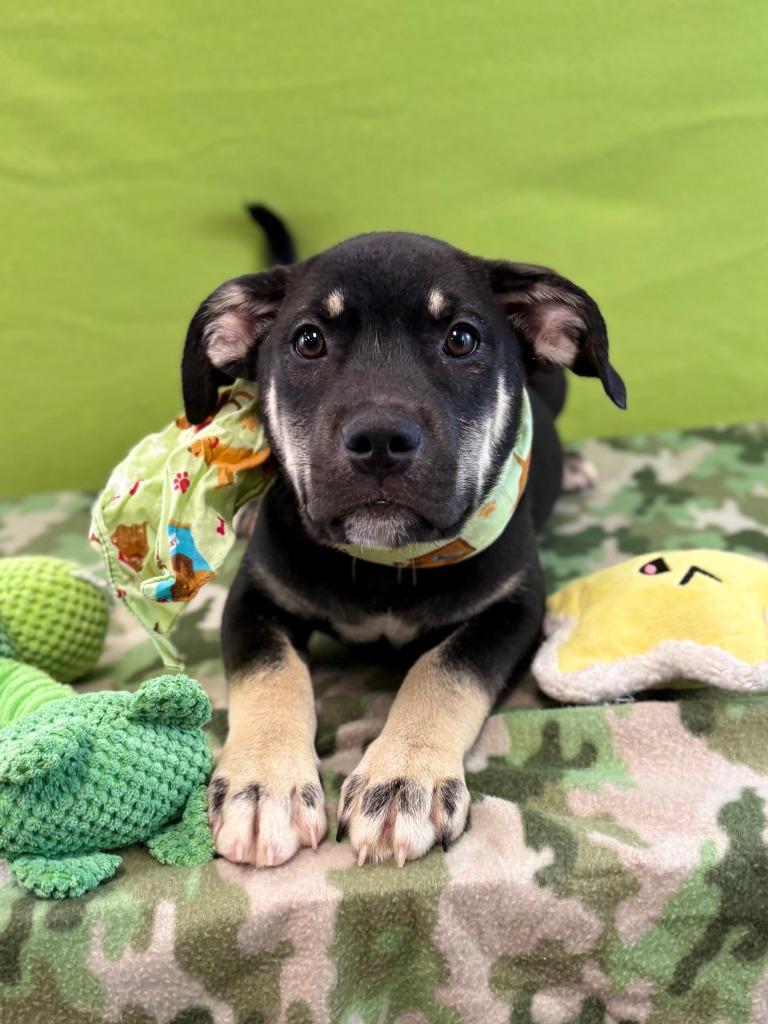 Enlarge Turtle, a Adoptable mixed breed in Nacogdoches, TX image 1/5