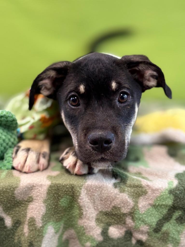 Enlarge Turtle, a Adoptable mixed breed in Nacogdoches, TX image 2/5