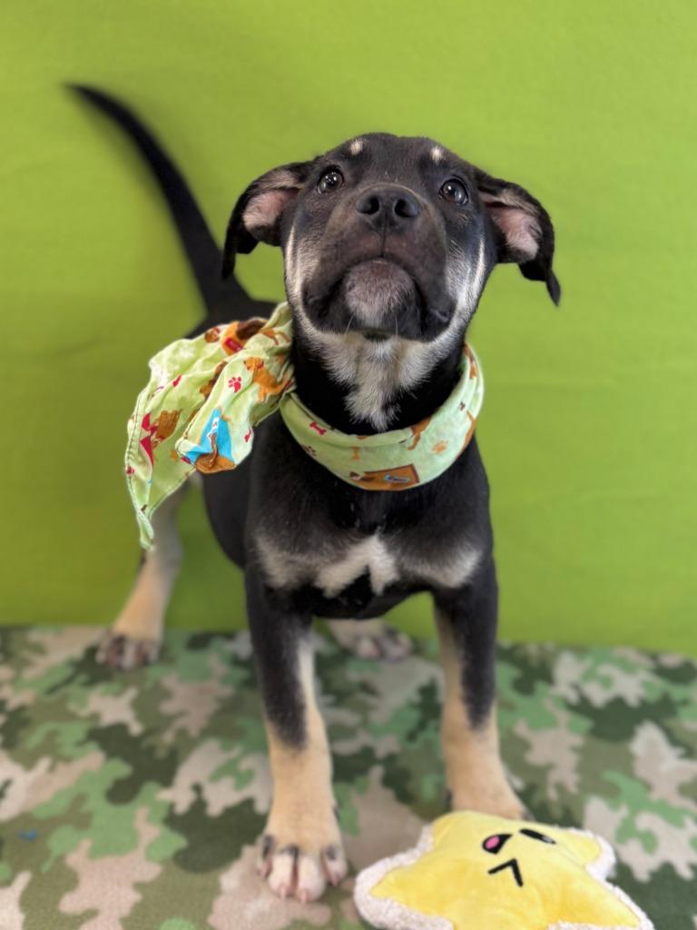 Enlarge Turtle, a Adoptable mixed breed in Nacogdoches, TX image 3/5