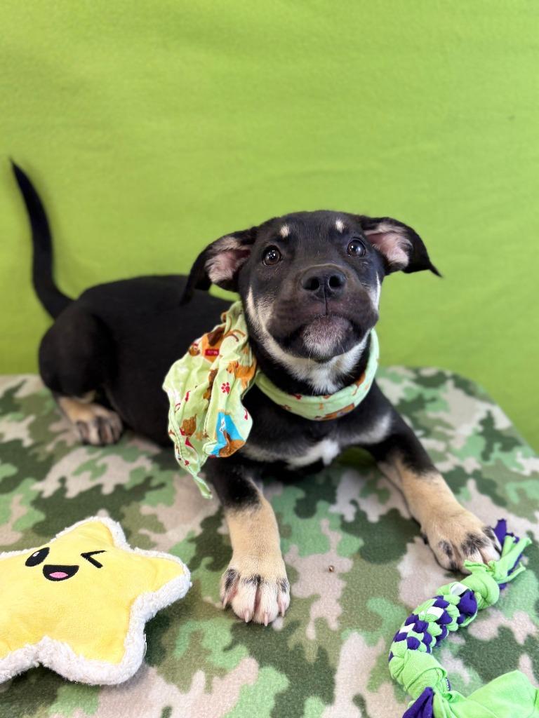 Enlarge Turtle, a Adoptable mixed breed in Nacogdoches, TX image 4/5