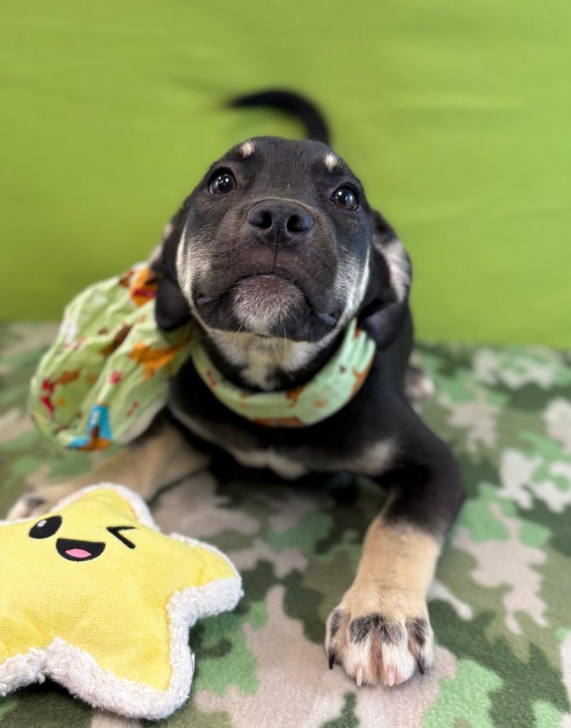 Enlarge Turtle, a Adoptable mixed breed in Nacogdoches, TX image 5/5