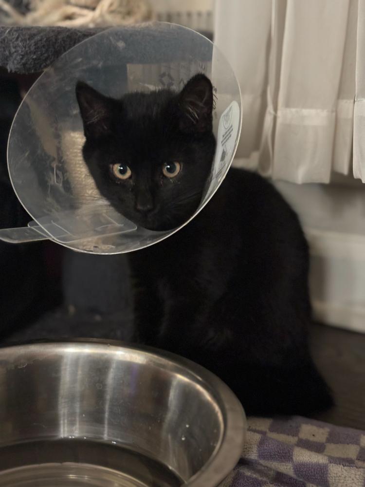 Enlarge Belfast, a Adoptable Domestic Short Hair in Marietta, GA image 3/4