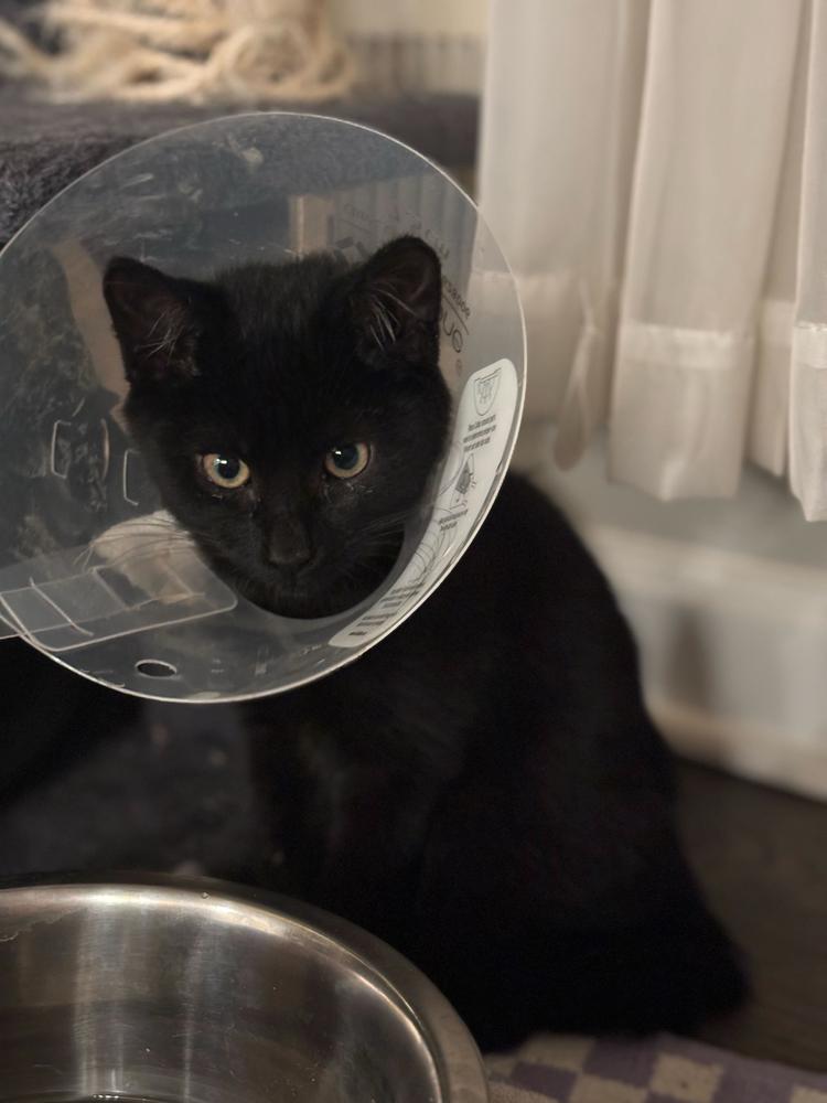 Enlarge Belfast, a Adoptable Domestic Short Hair in Marietta, GA image 4/4