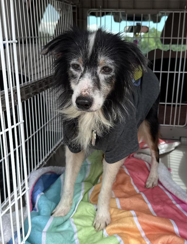 Diamond Smith, Adoptable, Adult Female Australian Shepherd.
