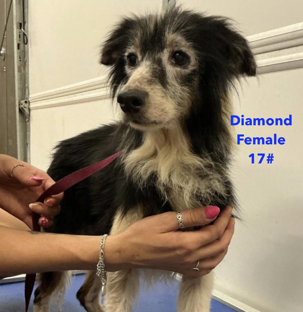 Diamond Smith, a Adoptable Australian Shepherd in Arlington, TX image 2/3